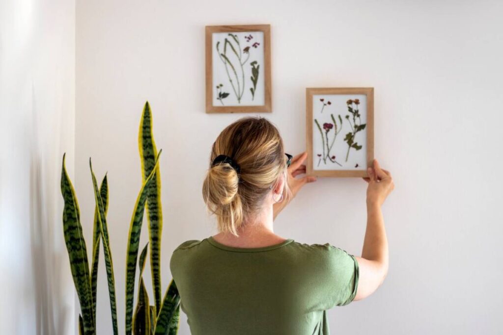 Woman in green shirt hanging framed botanical artwork on a white wall, with sansevieria plants in the foreground.